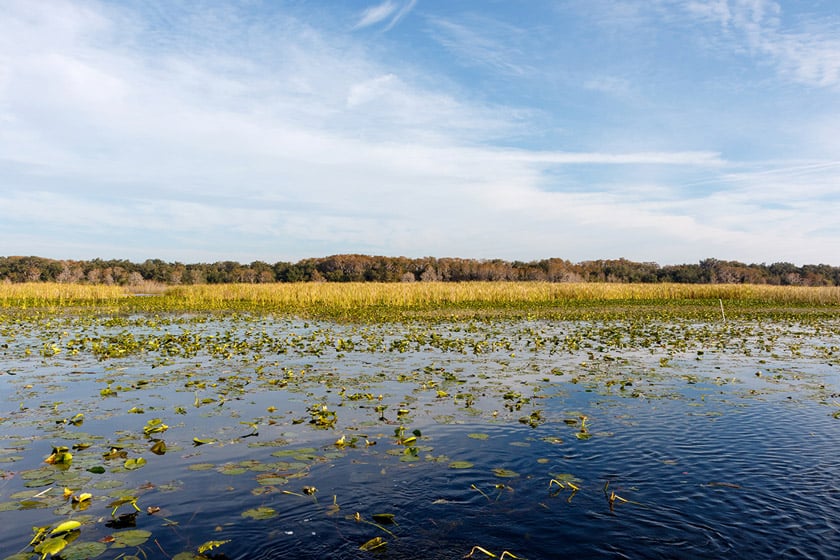 Fall Frogs: How To Fish Heavily Coated Grass Mats When Temps Drop