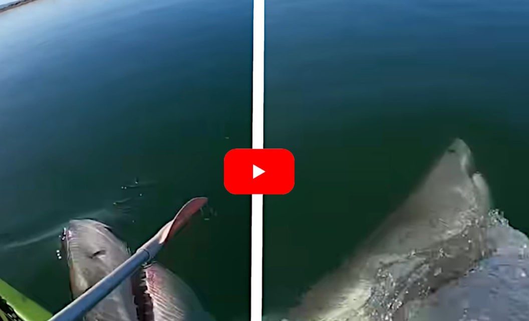 Great White Shark Takes a Swipe at Kayaker’s Paddle