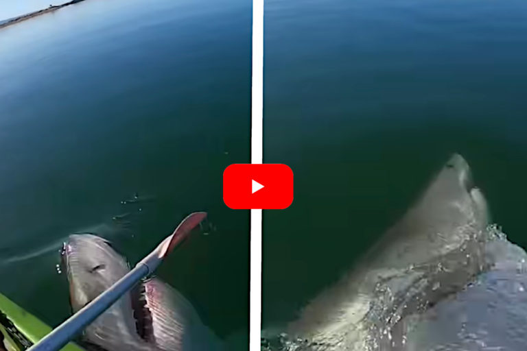 Great White Shark Takes a Swipe at Kayaker’s Paddle - Outdoor ...
