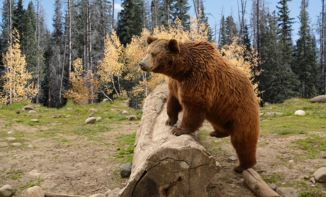 Here’s Where It’s Legal to Hunt Grizzly Bears