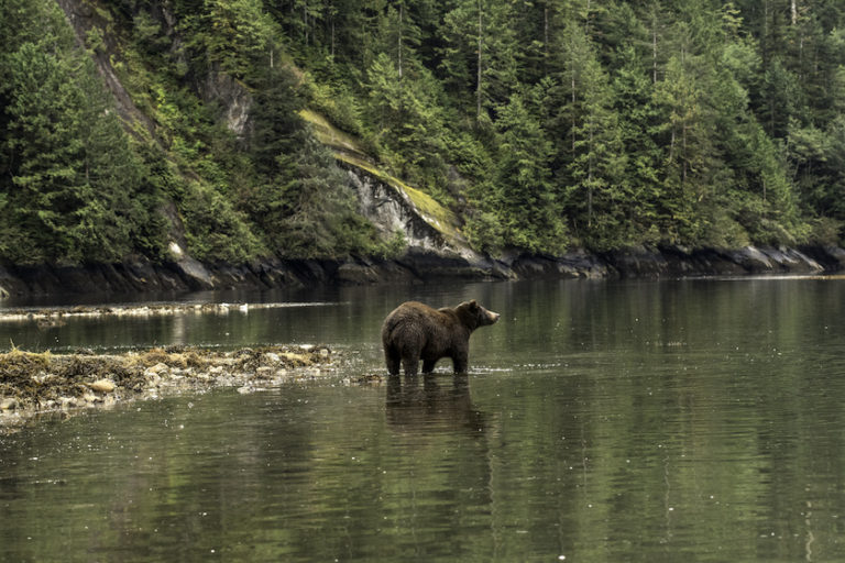 Here’s Where It’s Legal to Hunt Grizzly Bears Outdoor Enthusiast