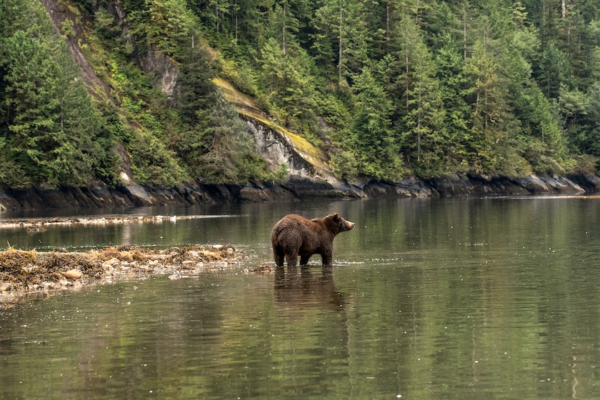 Bear reflected in the waters of the Great Bear Rainforest in British Columbia, Canada