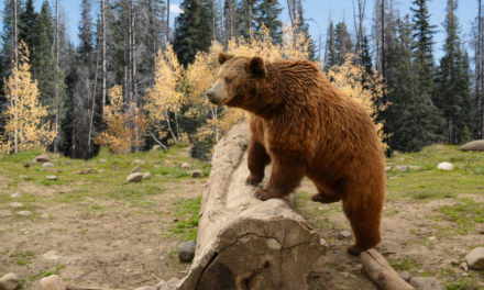 Here’s Where It’s Legal to Hunt Grizzly Bears