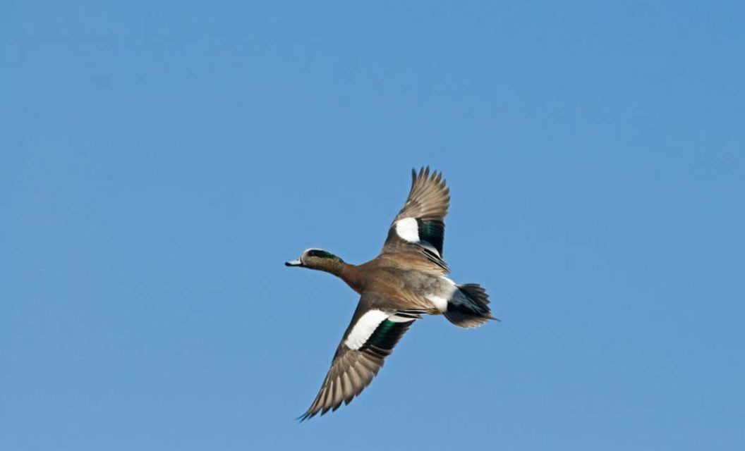 How Old is an Old Duck? The Typical Lifespans of Waterfowl Species