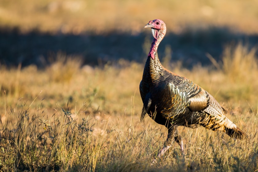 fall turkey hunting