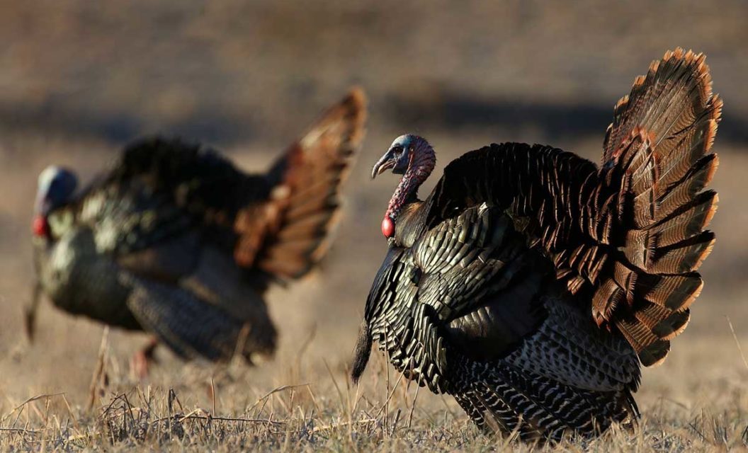 How to Find Success Fall Turkey Hunting