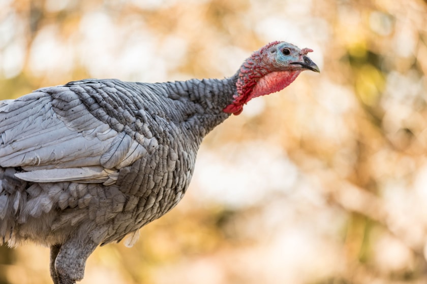 fall turkey hunting