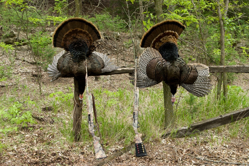 fall turkey hunting