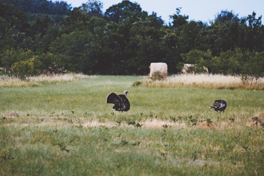 turkey hunt hog hunt