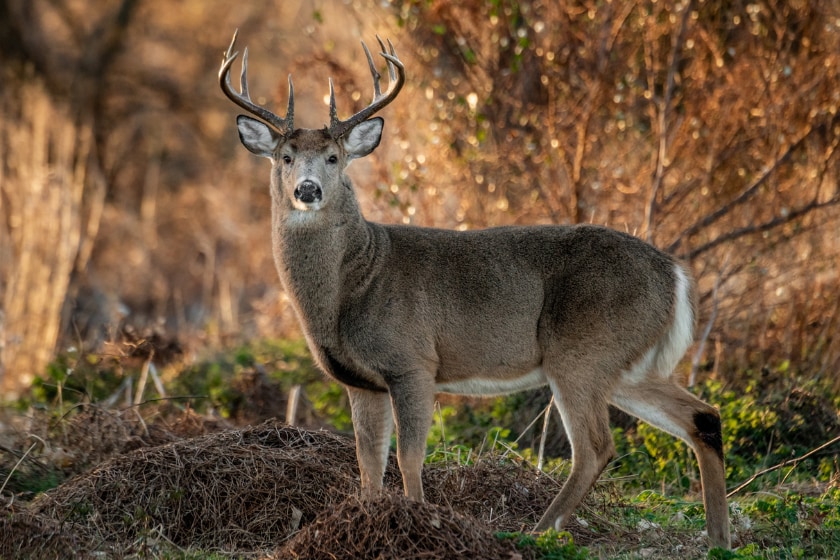 whitetail buck