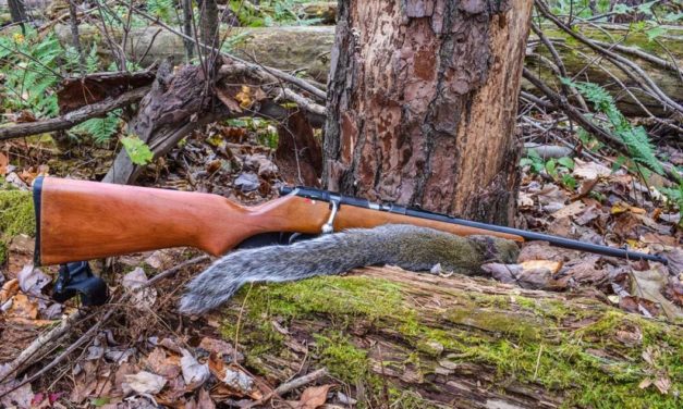 How to Prepare Squirrel in 6 Great Recipes