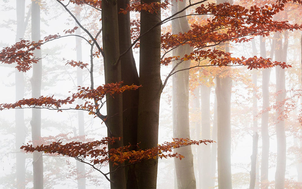 In A Fog Assignment Winner Milan Gonda