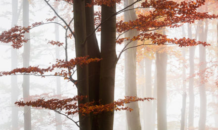 In A Fog Assignment Winner Milan Gonda