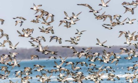 Is Climate Change Affecting the Duck Migration?