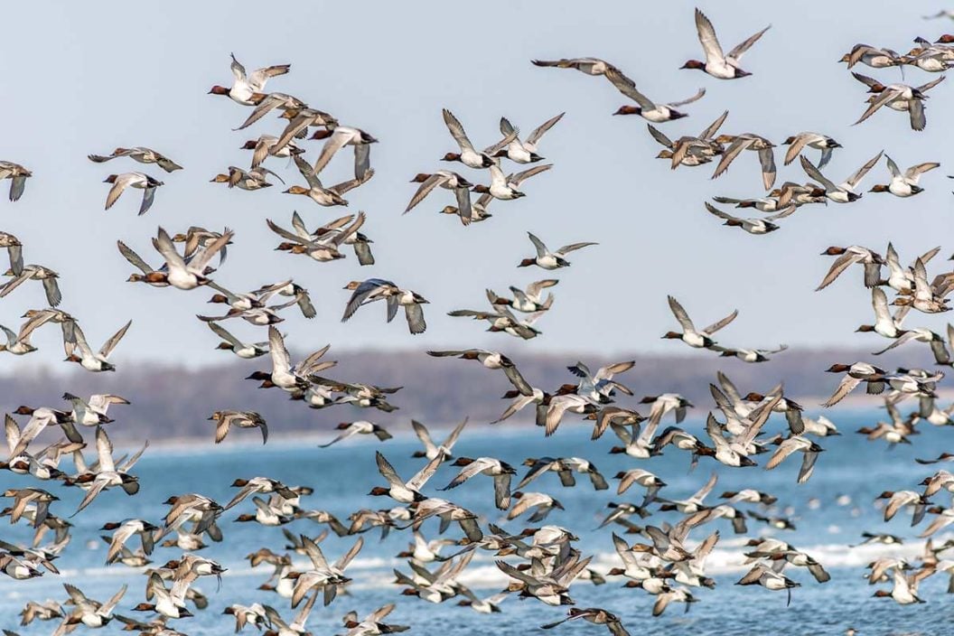 climate change affecting duck migration