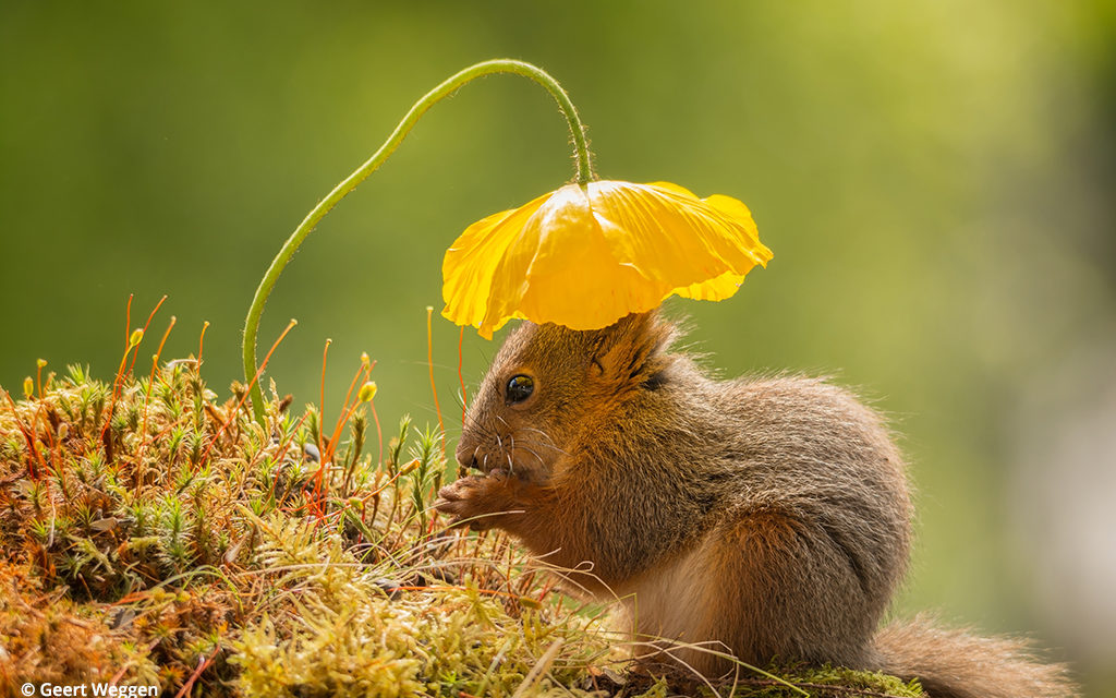 Last Frame: Nature’s Sun Hat