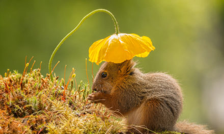 Last Frame: Nature’s Sun Hat