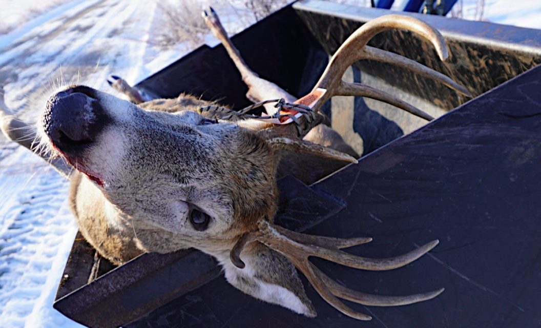 Michigan Deer Reporting is Now Mandatory With Every Harvest