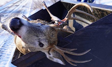 Michigan Deer Reporting is Now Mandatory With Every Harvest