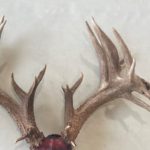 Monster 36-Point Illinois Whitetail Found, Authorities Seeking Leads