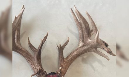 Monster 36-Point Illinois Whitetail Found, Authorities Seeking Leads