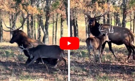 Rutted Up Whitetail Sends Two Bull Elk Running for the Hills
