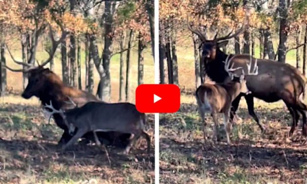Rutted Up Whitetail Sends Two Bull Elk Running for the Hills