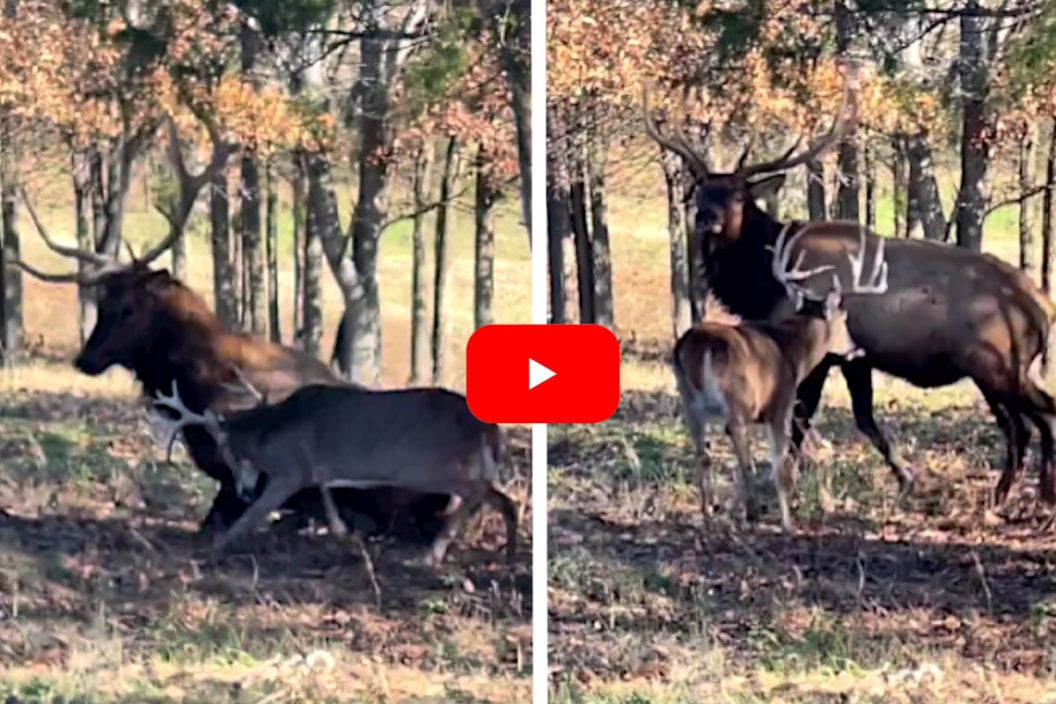 Whitetail vs Elk