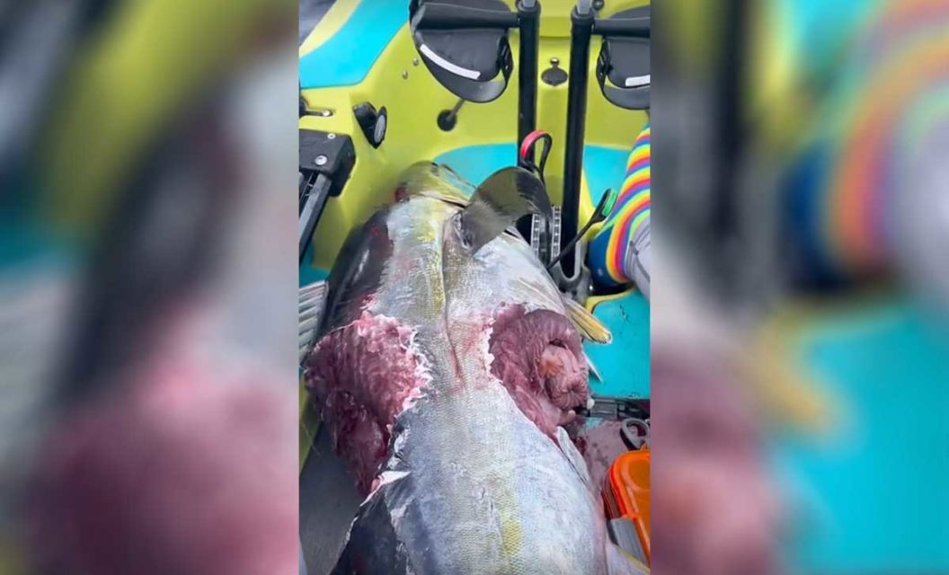 Shark Bites Off Chunks From a Big Tuna as Kayak Angler Reels it In