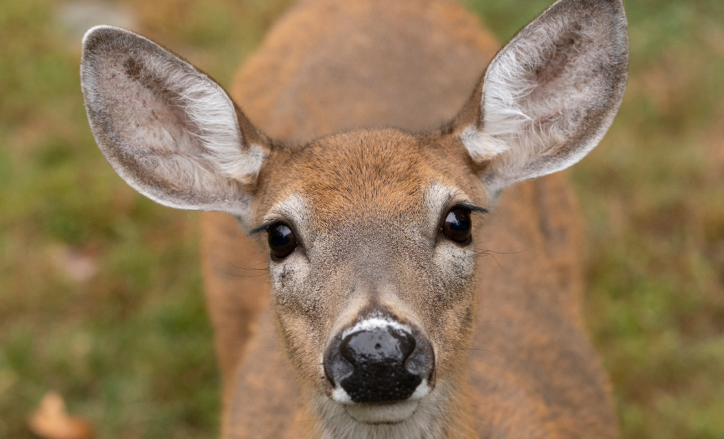 Simulate Deer Vision With Goggles To Hunt Better