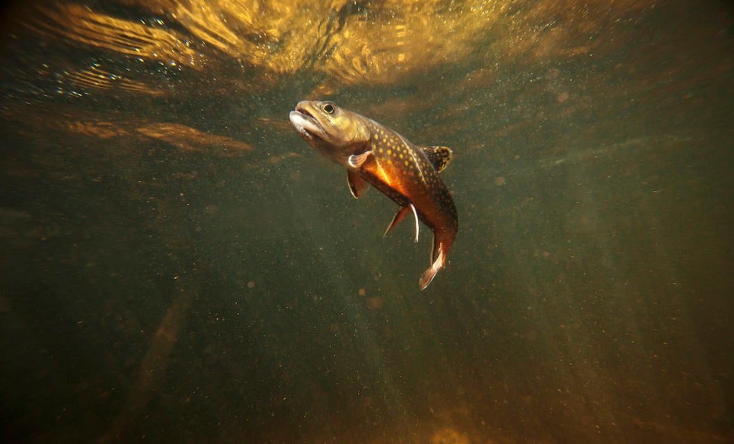The Definitive Guide to All the Trout in the United States