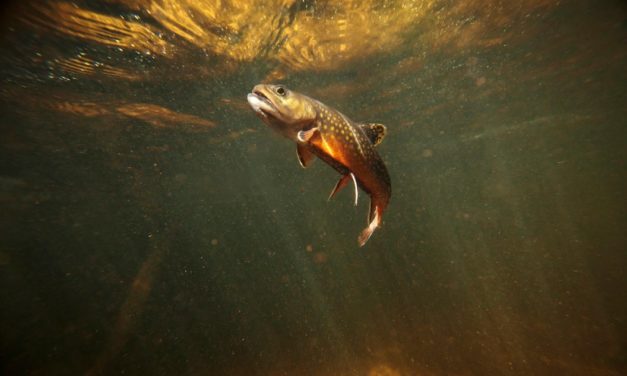 The Definitive Guide to All the Trout in the United States