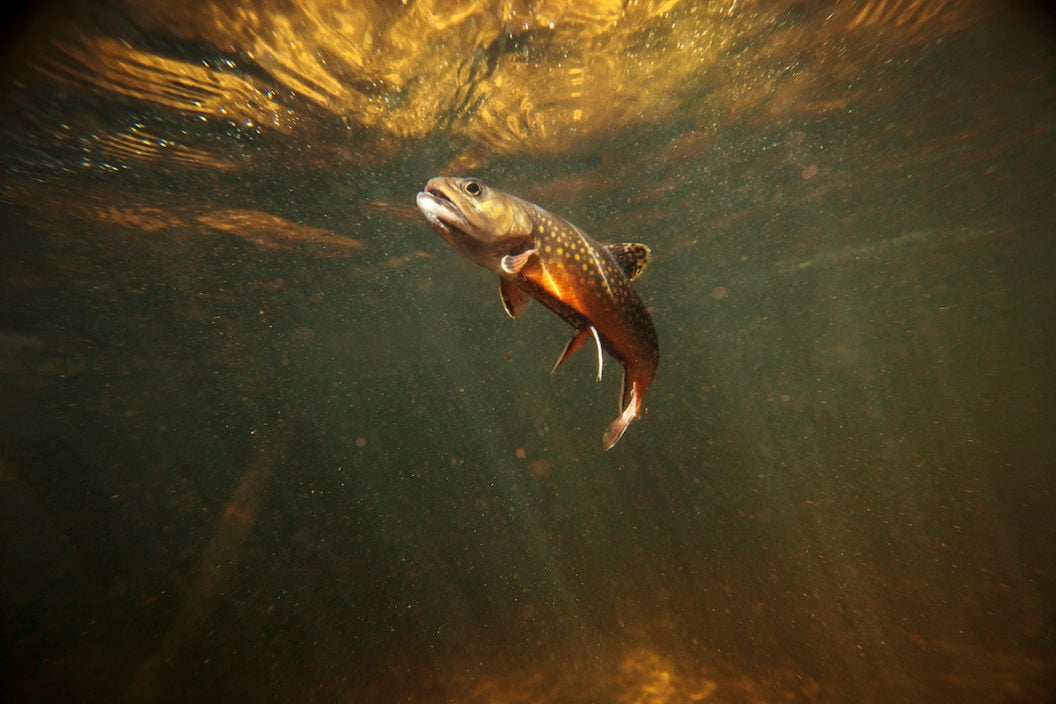 This is a beautiful wild brook trout underwater in a spring fed stream. You won't find these colors on a stocked fish. There is a slight amount of grain in the shot which should be expected for a low light situation like this. - trout species in us