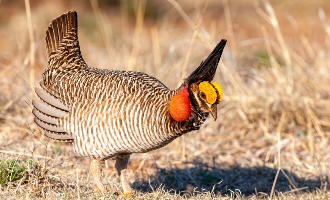 Two Populations of Lesser Prairie-Chicken Re-Added to Endangered Species List