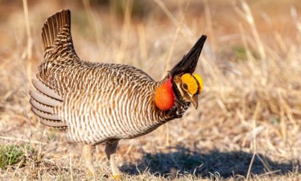 Two Populations of Lesser Prairie-Chicken Re-Added to Endangered Species List