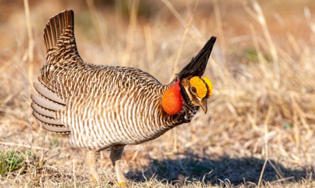 Two Populations of Lesser Prairie-Chicken Re-Added to Endangered Species List