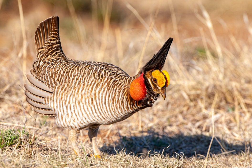 Prairie Chicken Endangered Species