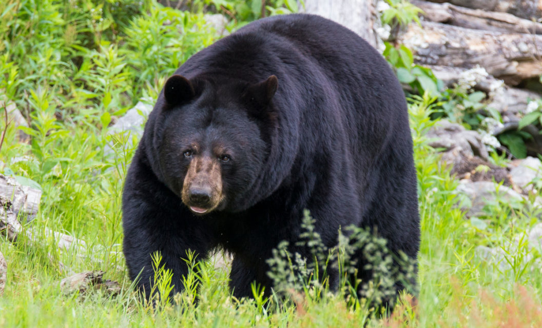 Use These Rifles When Hunting Black Bears and Grizzlies