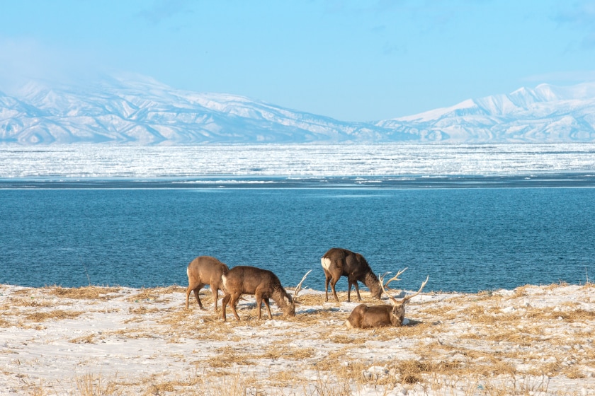 sika deer