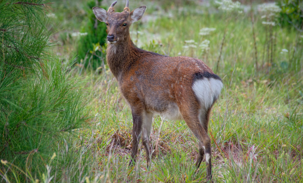 Why Hunting Sika Deer in Maryland Is a Worthwhile Challenge