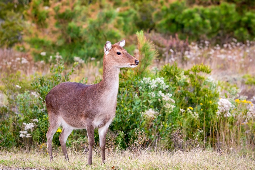 sika deer