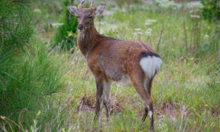 Why Hunting Sika Deer in Maryland Is a Worthwhile Challenge