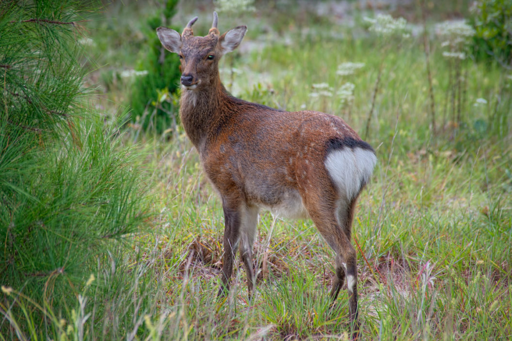 sika deer