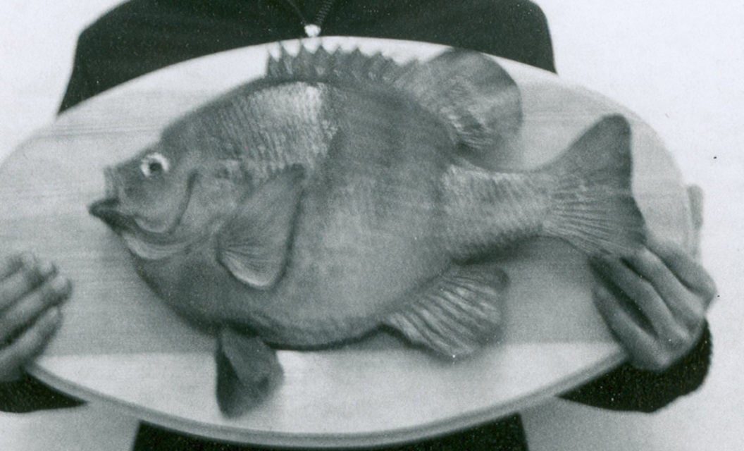 Why The World Record Bluegill May Never Be Topped