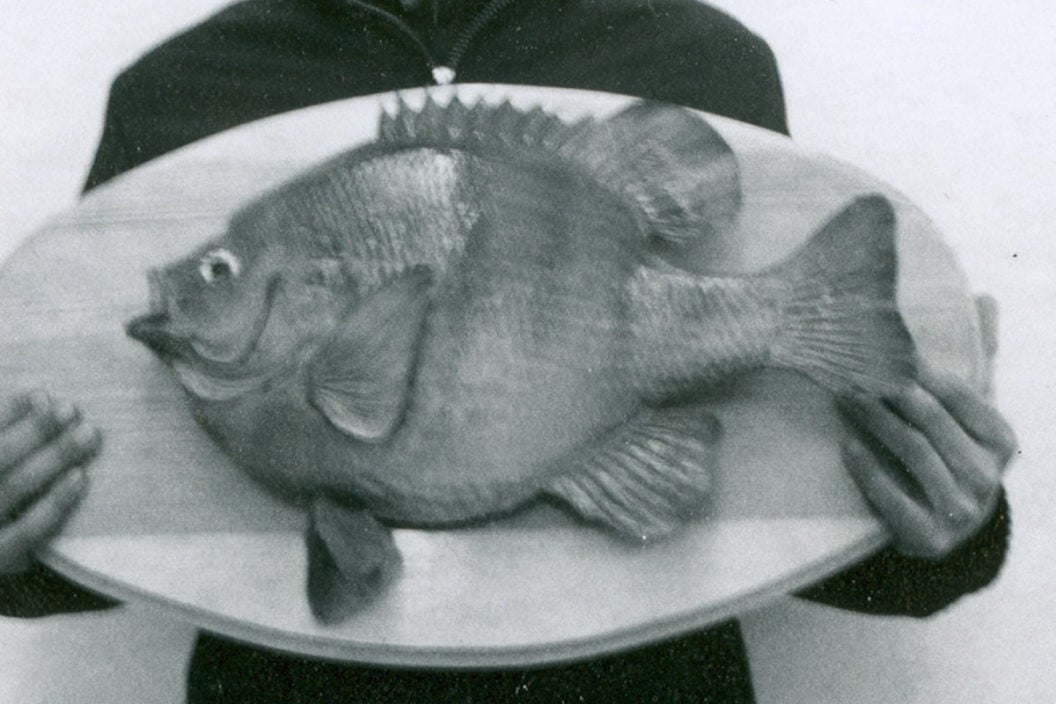 World Record Bluegill