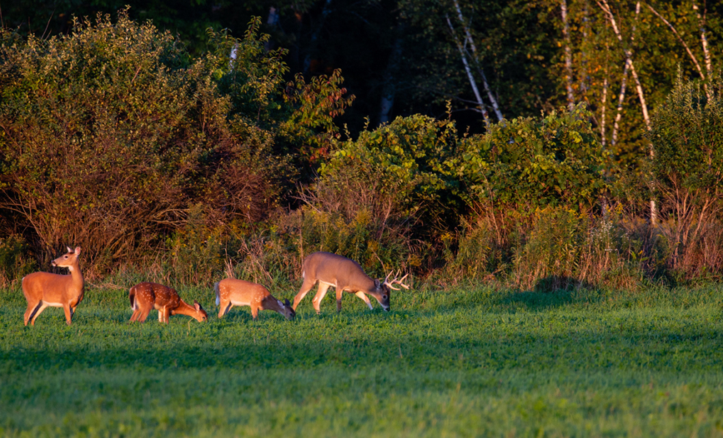 Why You Shouldn’t Share a Secret Hunting Spot With Another Hunter