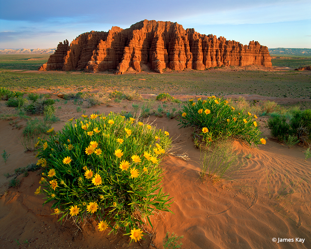 Photo of mules ears flowers in Utah's San Rafael Desert