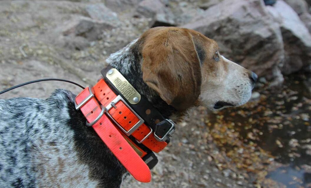 4 Best Hunting Dog Collars