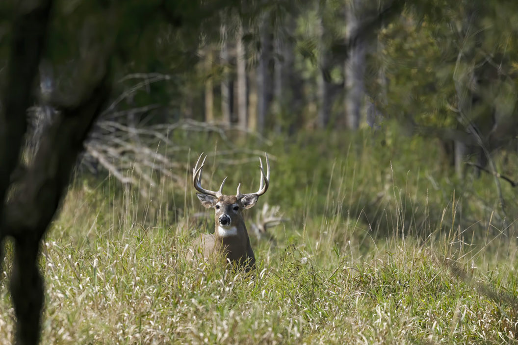 deer nicknames