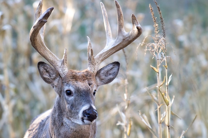 Deer Feeding Times